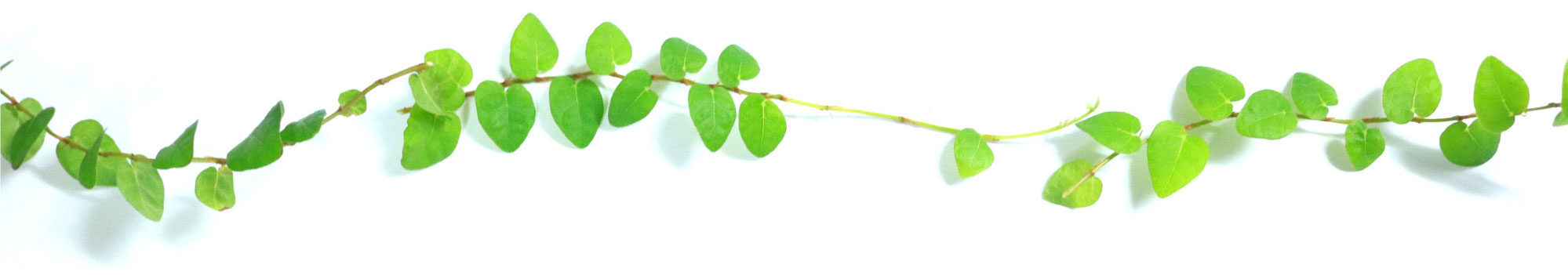 シニアガーデン山居町